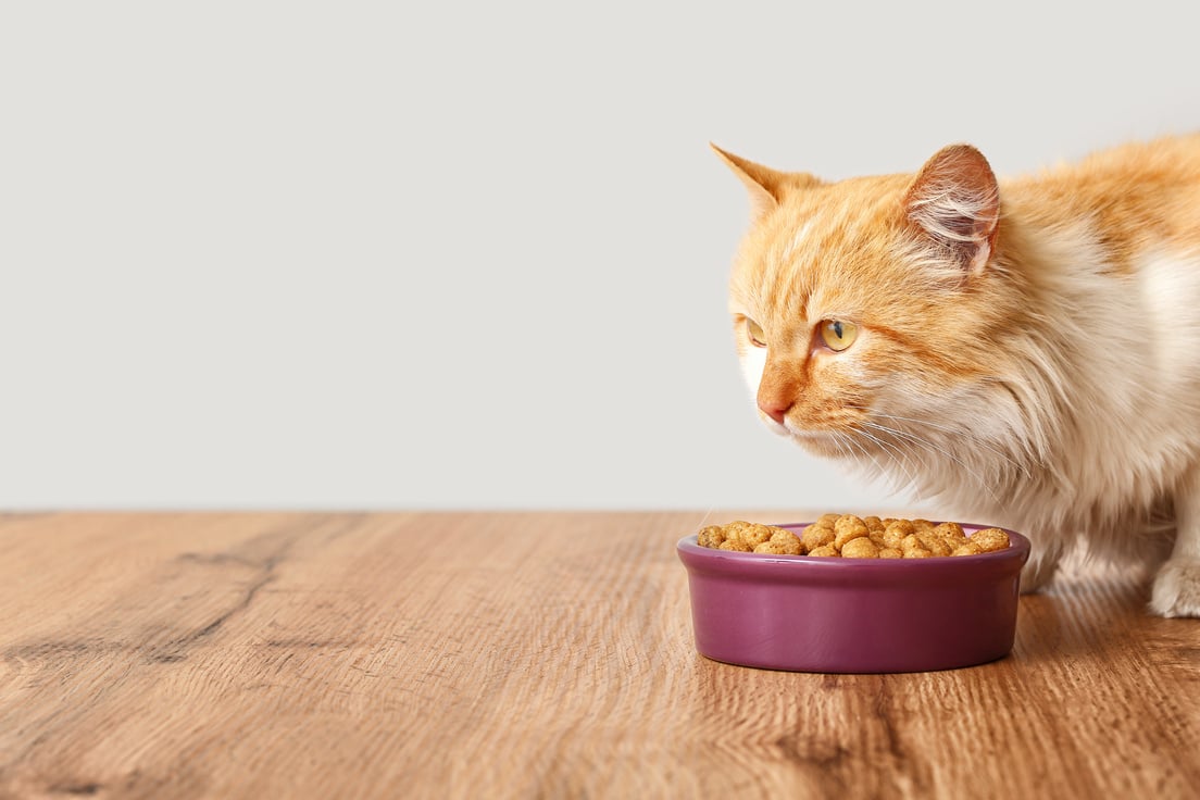 Cat Eating Food from a Bowl at Home