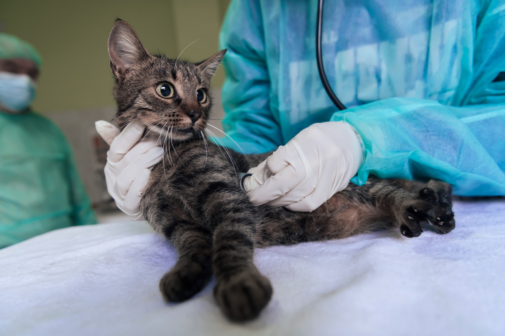 Veterinary Team for Treating Sick Cats, Maintain Animal Health Concept, Animal Hospital