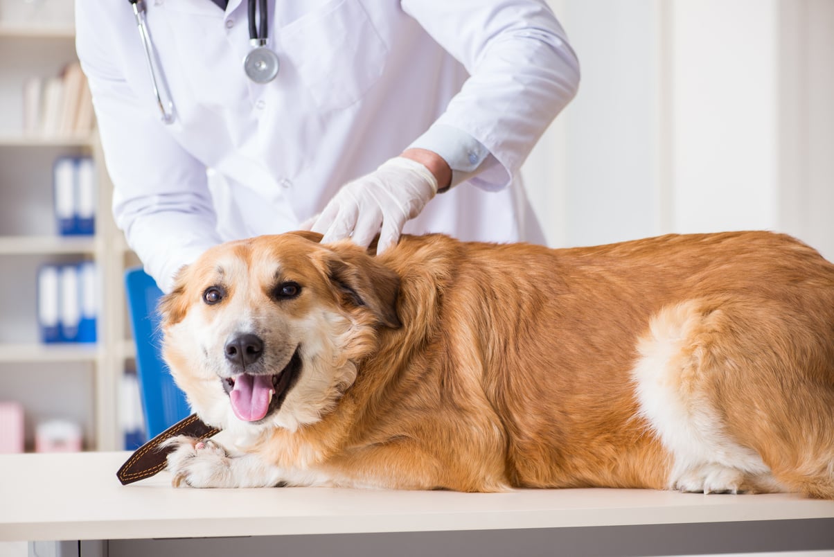 Dog at Veterinary Clinic